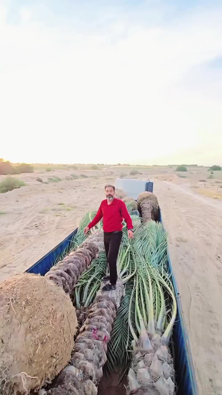 فنیکس نخل پالم|خدمات باغبانی و درختکاری|قزوین, |دیوار