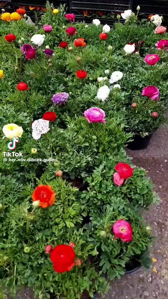 خدمات باغبانی درختکاری خاک گلدان باغچه کاری|خدمات باغبانی و درختکاری|تهران, سهروردی|دیوار