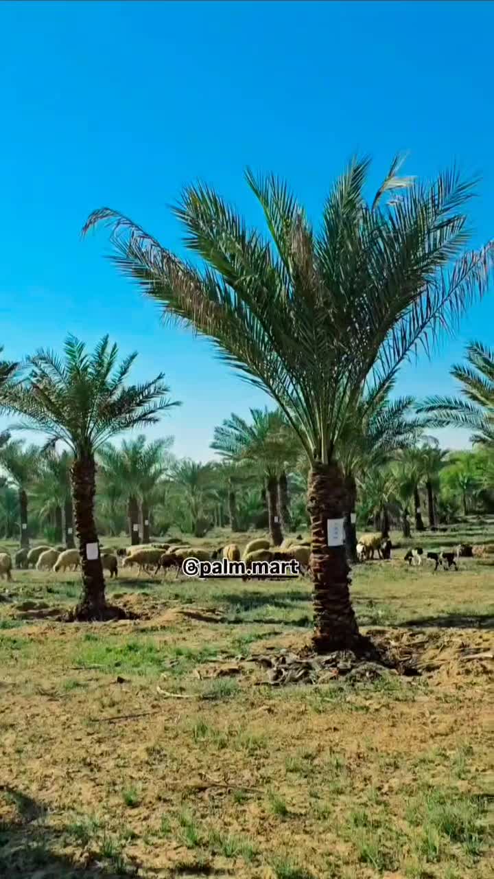 منبع نخل و بانک نخل کشور|خدمات باغبانی و درختکاری|ابریشم, |دیوار