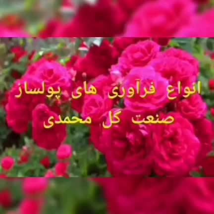 نهال گل محمدی نژاداردهالی|خدمات باغبانی و درختکاری|اصفهان, سنبلستان|دیوار