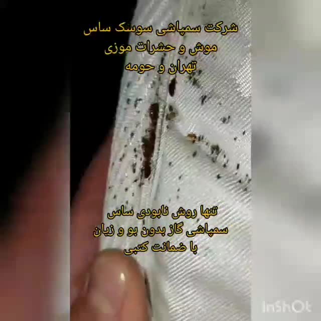 سمپاشی ساس سم پاشی سوسک موش با ضمانت کتبی|خدمات نظافت|کرج, ملارد|دیوار
