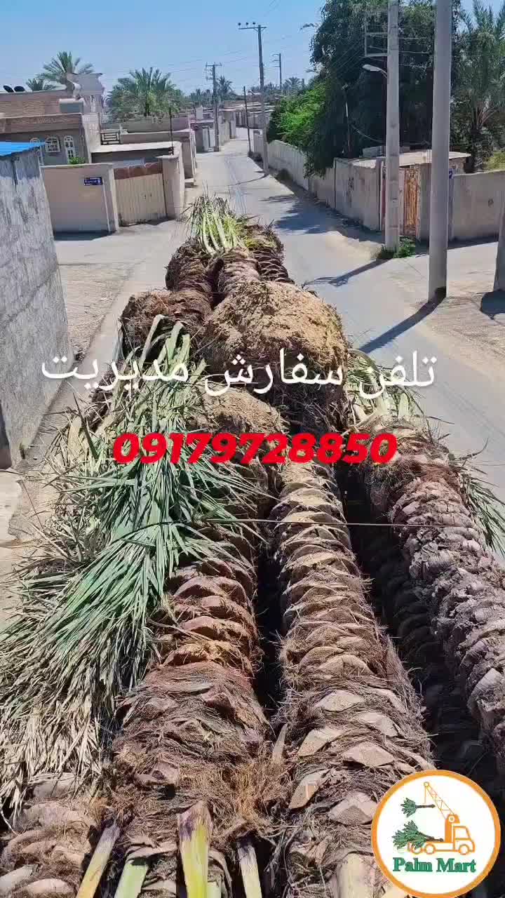 بومگردی تفریحی پالم انواع نخل مثمر برای پروژه‌|خدمات باغبانی و درختکاری|کرج, آق تپه|دیوار