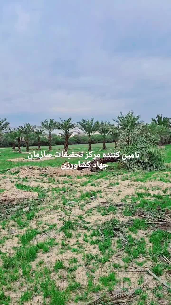 پالم نخل.فنیکس.پالم بادبزنی.باغ.زمین ویلا|خدمات باغبانی و درختکاری|تهران, میرداماد|دیوار