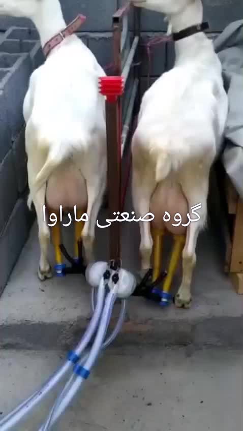 شیر گاو گوسفند بز دوش شیردوش مشک برقی|ماشین‌آلات صنعتی|تهران, جردن|دیوار