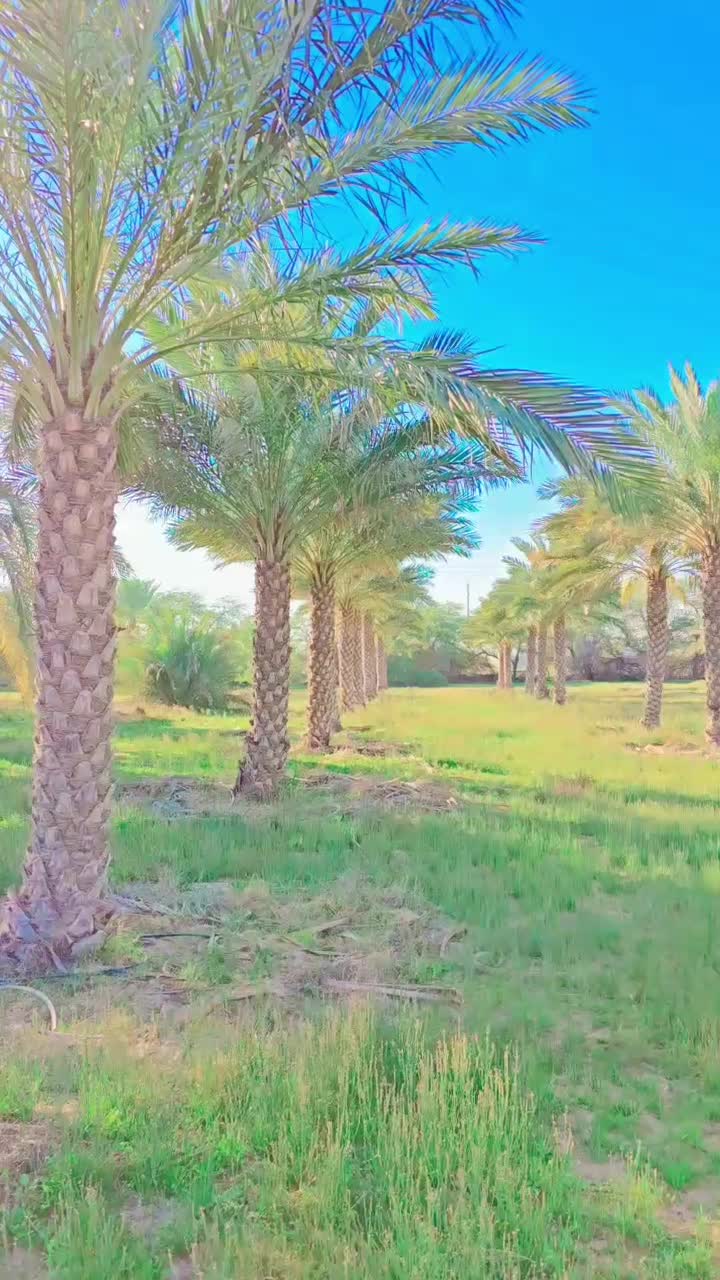 باغ پالم درخت نخل زیبا برای ویلا|خدمات باغبانی و درختکاری|زاهدان, |دیوار