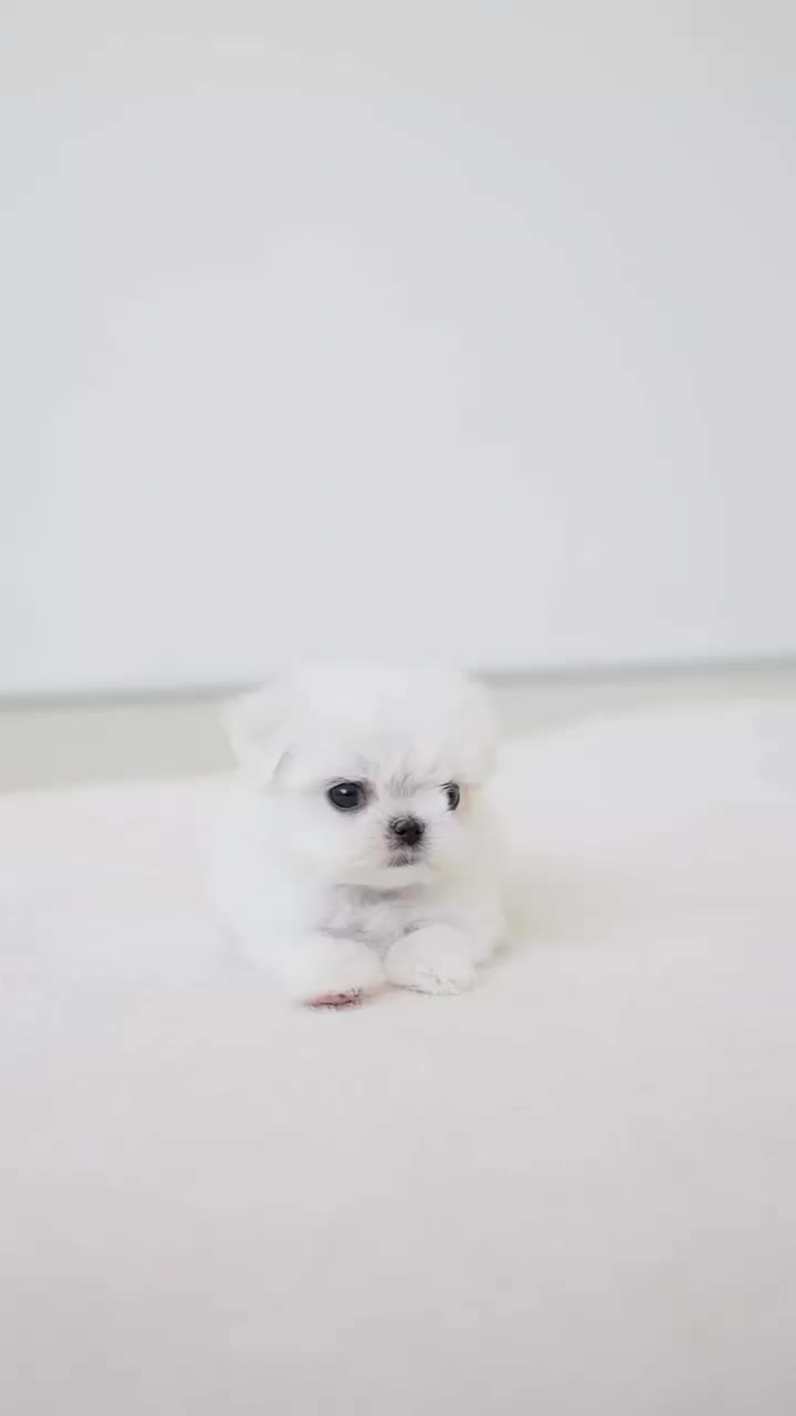 توله سگ جیبی عروسکی مالتیز|سگ|تهران, جنت‌آباد جنوبی|دیوار