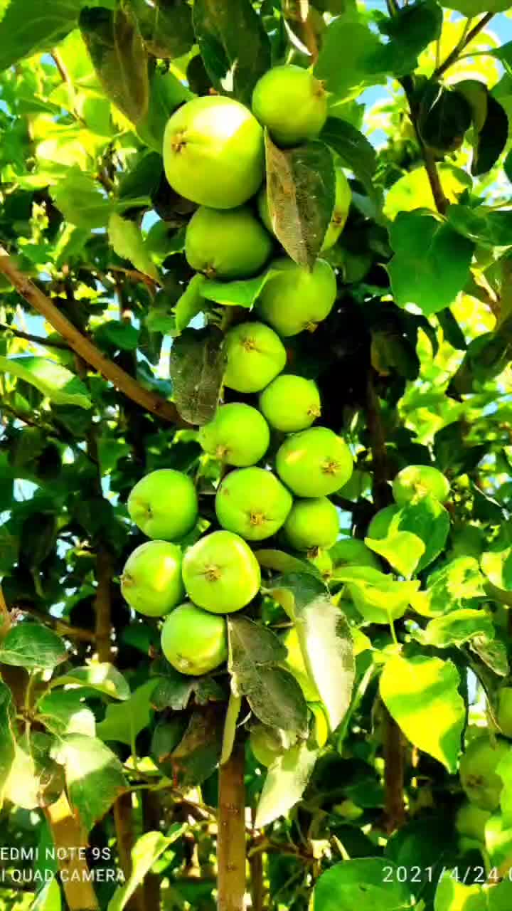 خاک باغچه ۱۰۰ درصد تضمینی ضمانتی گوربند کود گاوی|خدمات باغبانی و درختکاری|زاهدان, |دیوار