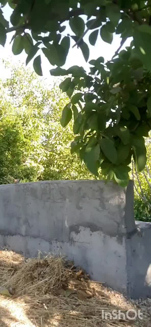 باغچه میوه پل زمانخان نقلی ۵۰۰ متری سند تک برگ|فروش زمین و ملک کلنگی|اصفهان, شاهزید|دیوار