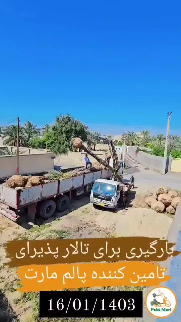 گیلان درخت پالم نخل فضای سبز|خدمات باغبانی و درختکاری|رشت, گلسار|دیوار