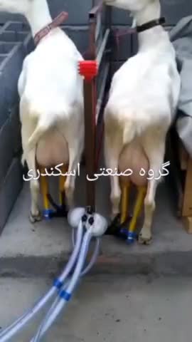شیردوش شیر دوش گاو گوسفند بز شتر دوش دامداری|ماشین‌آلات صنعتی|کرمانشاه, |دیوار