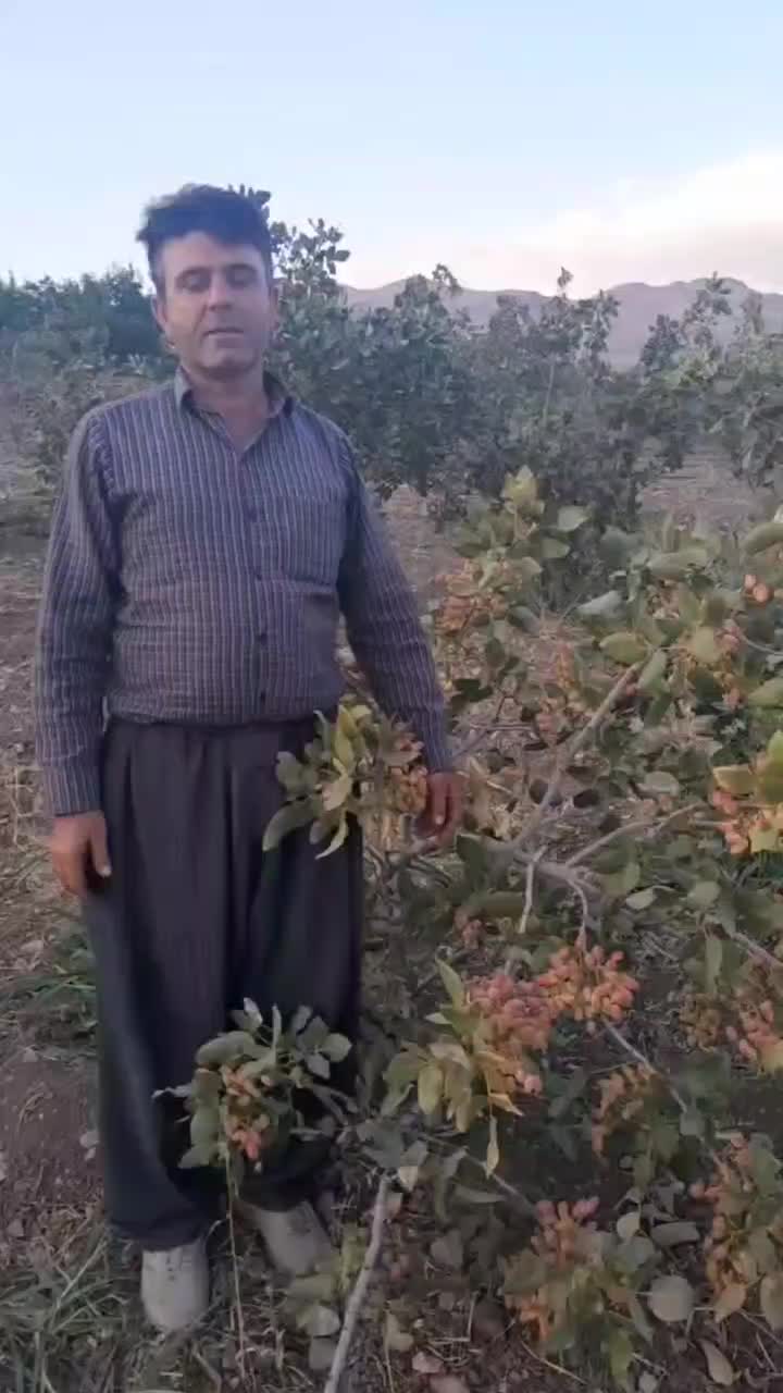 خدمات باغبانی تخصصی پسته وپیوندپاییزه|خدمات باغبانی و درختکاری|کرمانشاه, |دیوار