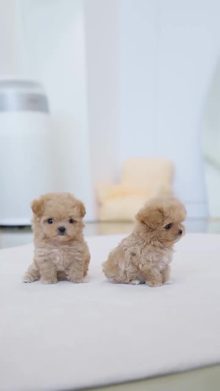 توله سگ پودل خانگی|سگ|تهران, جنتآباد جنوبی|دیوار