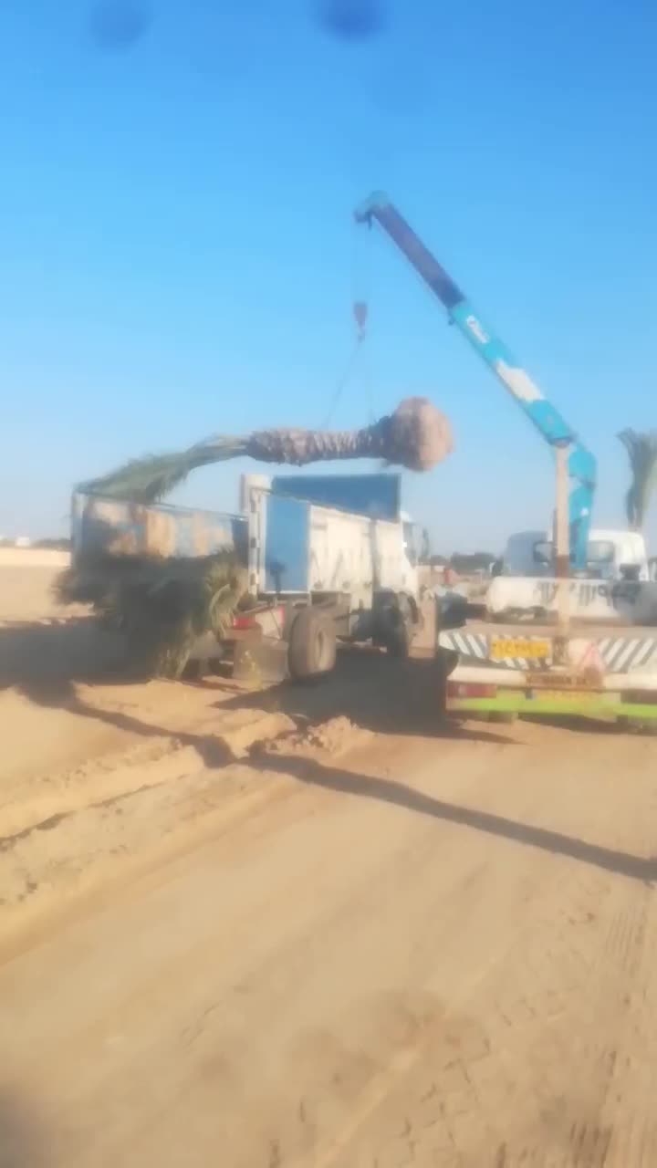 شرکت نخل خرما پاجوشان نهال|خدمات باغبانی و درختکاری|اهواز, فاز ۲ پادادشهر|دیوار
