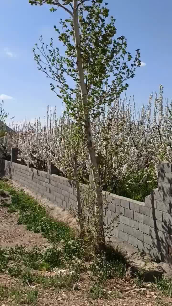 باغ مناسب سرمایه گذاری|فروش زمین و کلنگی|اصفهان, خواجو|دیوار
