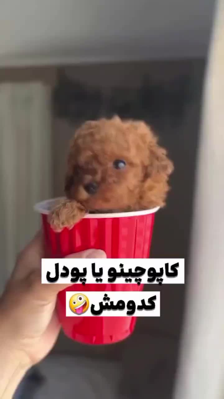 سگ توله توی پودل تاینی پودل دارک رد وارداتی ۶۵ روز|سگ|تهران, شهرک غرب|دیوار