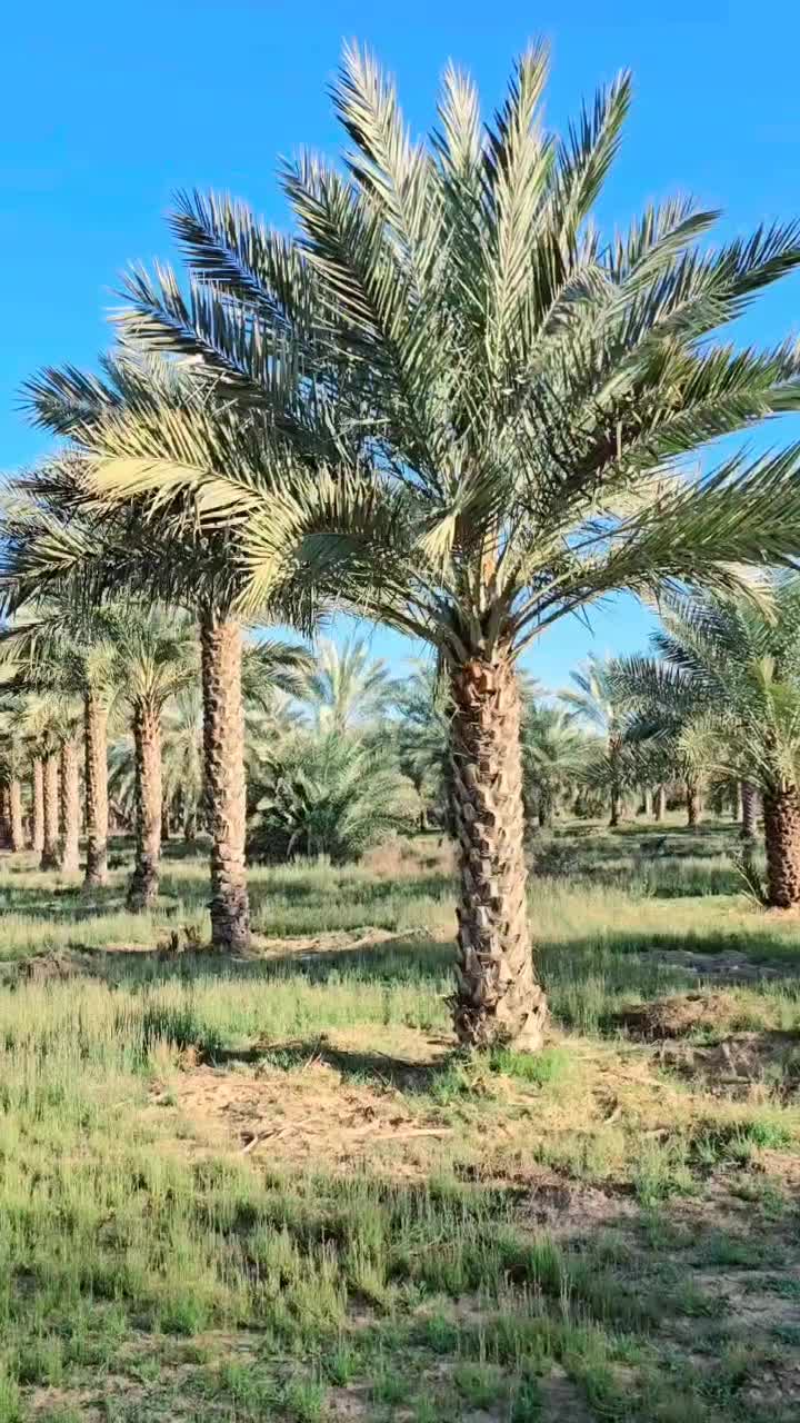 نخل  پا ل م    فنیکس|خدمات باغبانی و درختکاری|قم, باجک دو|دیوار
