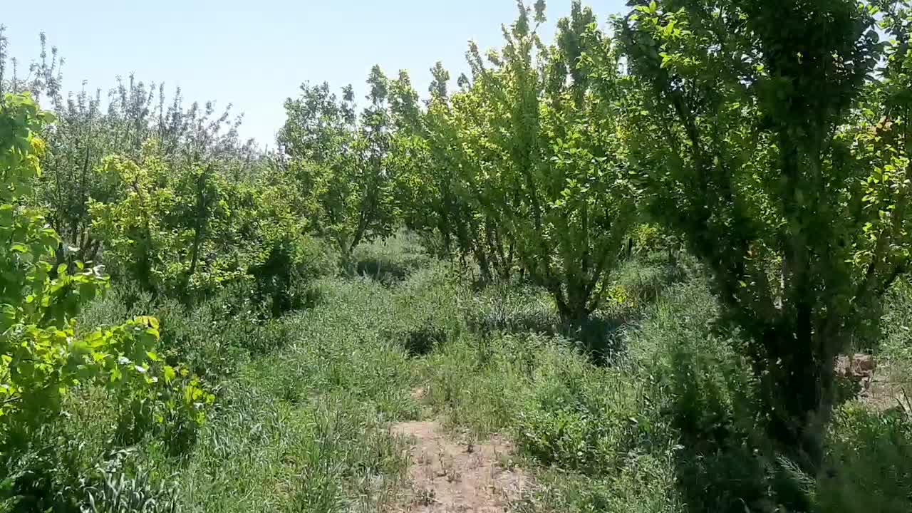 باغ میوه نزدیک کوه|فروش دفتر صنعتی، کشاورزی، تجاری|تهران, ابراهیم‌آباد|دیوار