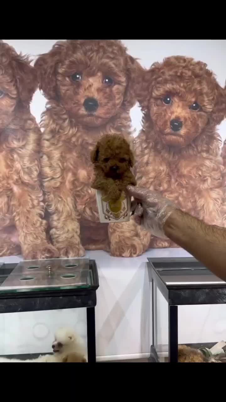 سگ توله تاینی توی پودل 65 روز وارداتی|سگ|تهران, سعادتآباد|دیوار