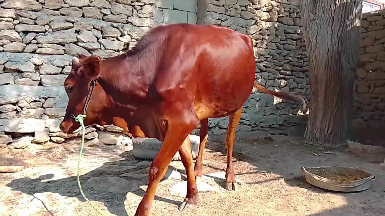 گاو ماده چاق و گوشتی مخصوص پرورش|حیوانات مزرعه|قشم, |دیوار