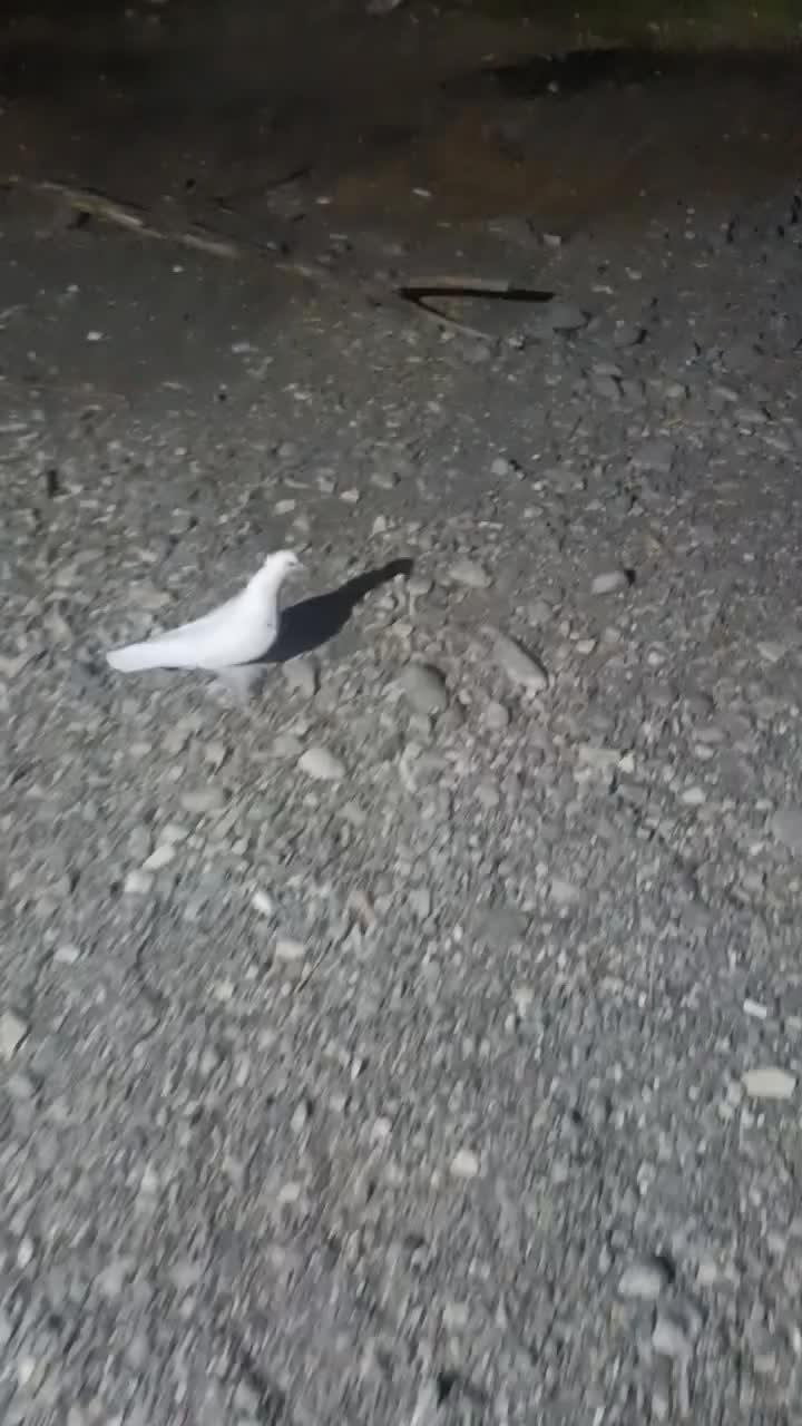 کفتر گره|پرنده|میناب, |دیوار