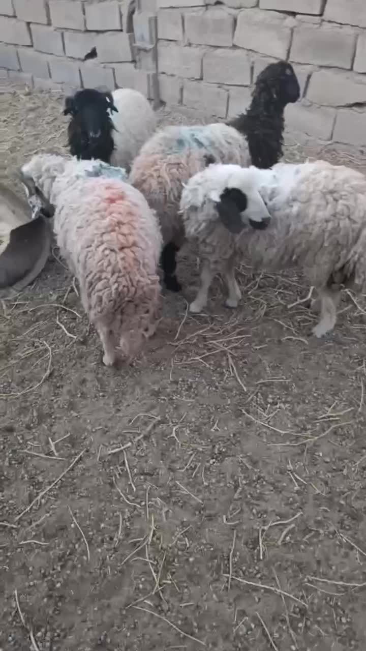 بره نر فروشی|حیوانات مزرعه|زرند, |دیوار