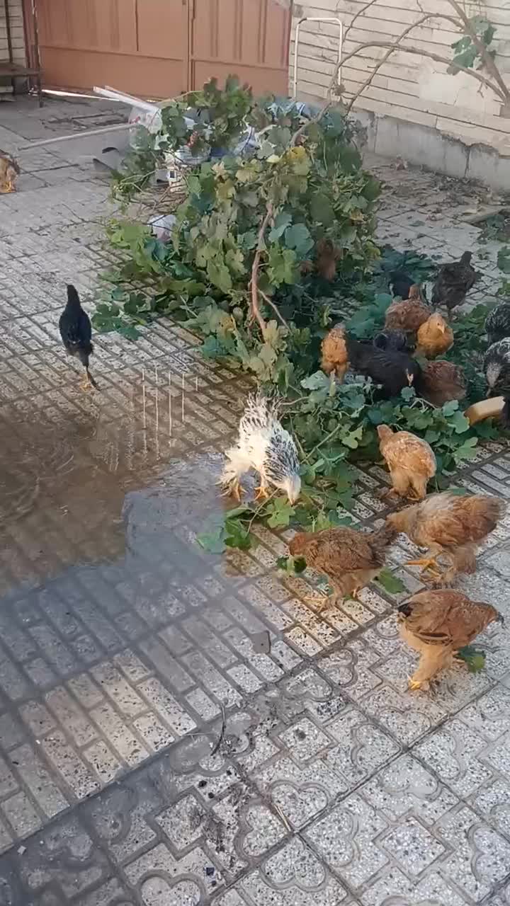 نیمچه برهما 5 ماهه لایت،مشکی،طلایی،پاتریچ،خاکستری|حیوانات مزرعه|اصفهان, پوریای ولی|دیوار