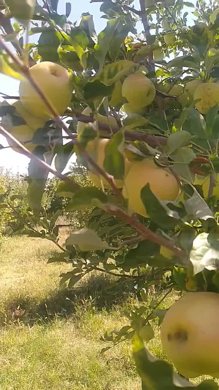 انواع سیب سفید و قرمز نقدا اجاره گرفته میشود|خدمات باغبانی و درختکاری|ارومیه, |دیوار