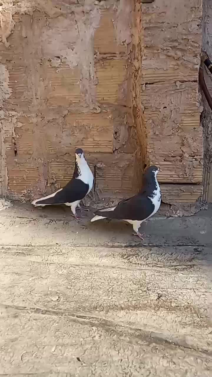 کبوتر خوشرنگ سیا پوش|پرنده|قزوین, |دیوار