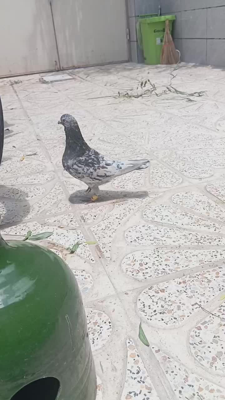کفتر|پرنده|تاکستان, |دیوار