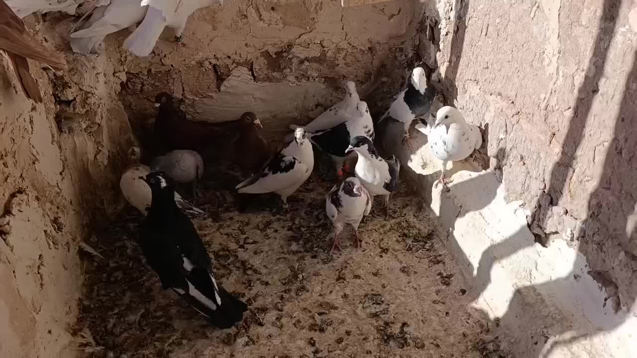 کفتر پرشی|پرنده|فرح دشت, |دیوار