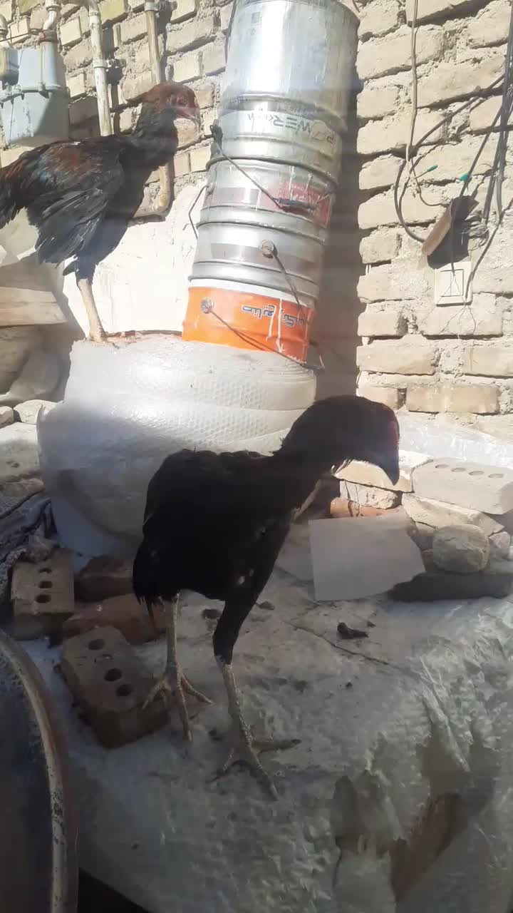 جوجه خروس لاری|حیوانات مزرعه|سلماس, |دیوار