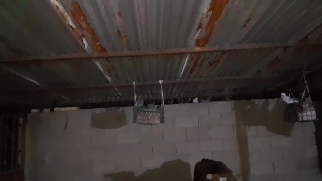 کبوتر|پرنده|چمران, |دیوار