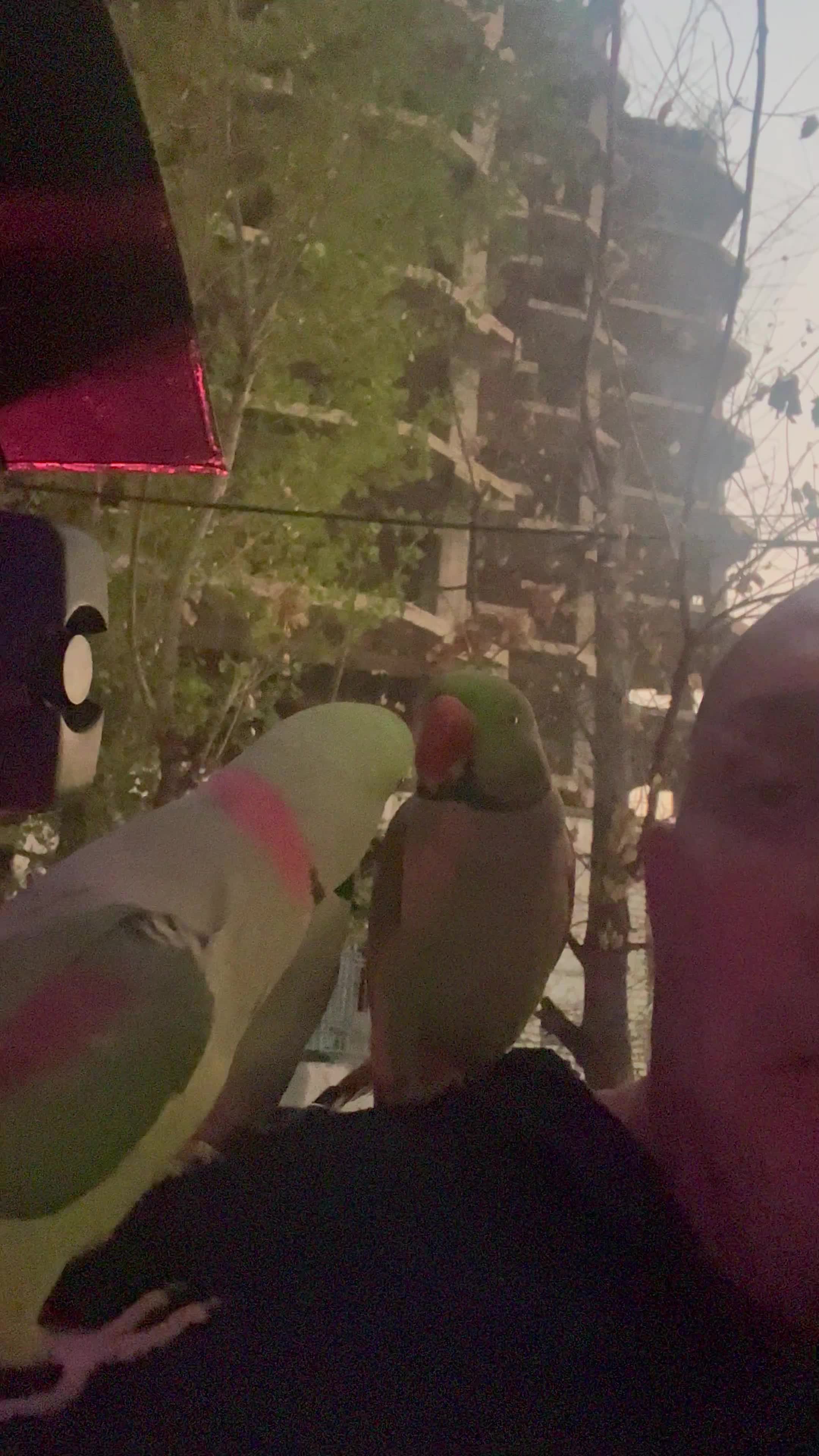 0914.488.38.66|سیم‌کارت|تهران, امانیه|دیوار