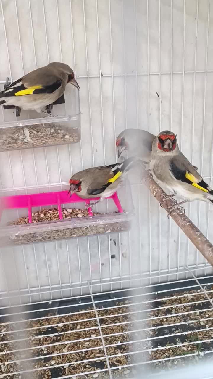 سهره نر کرمونی|پرنده|تربت‌حیدریه, قائم|دیوار