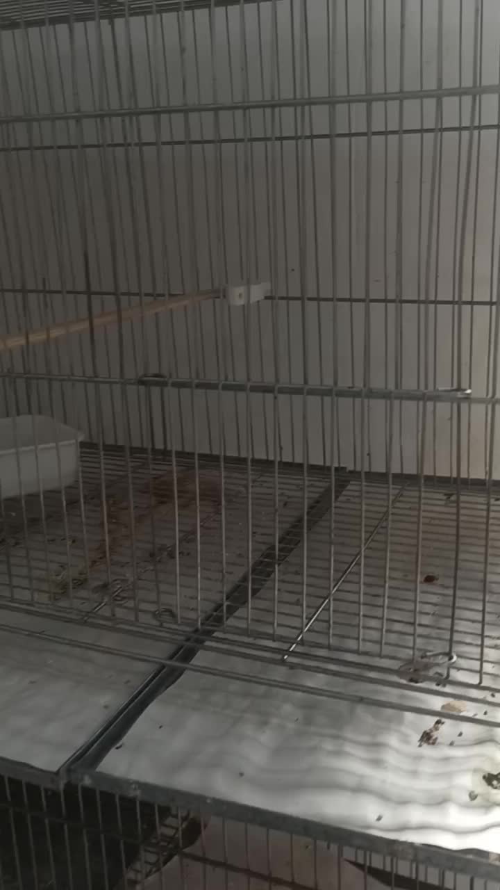 نئوفما تعویض با فنچ طوطی وارگلو بریده سفیدالماسی|پرنده|جوادآباد, |دیوار