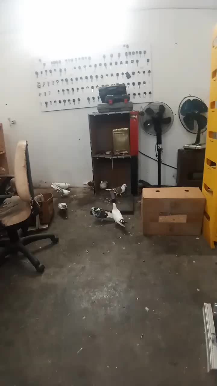 نر کله مهر و نر سرور|پرنده|آمل, |دیوار