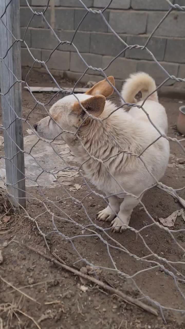سگ پاکوتاه|سگ|هشتگرد, تهران دشت|دیوار