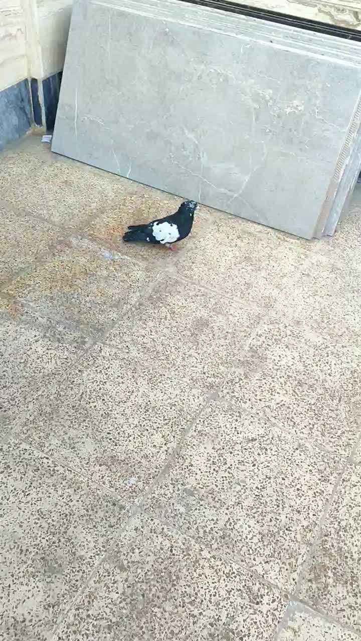 پرنده|پرنده|خرم‌آباد, |دیوار