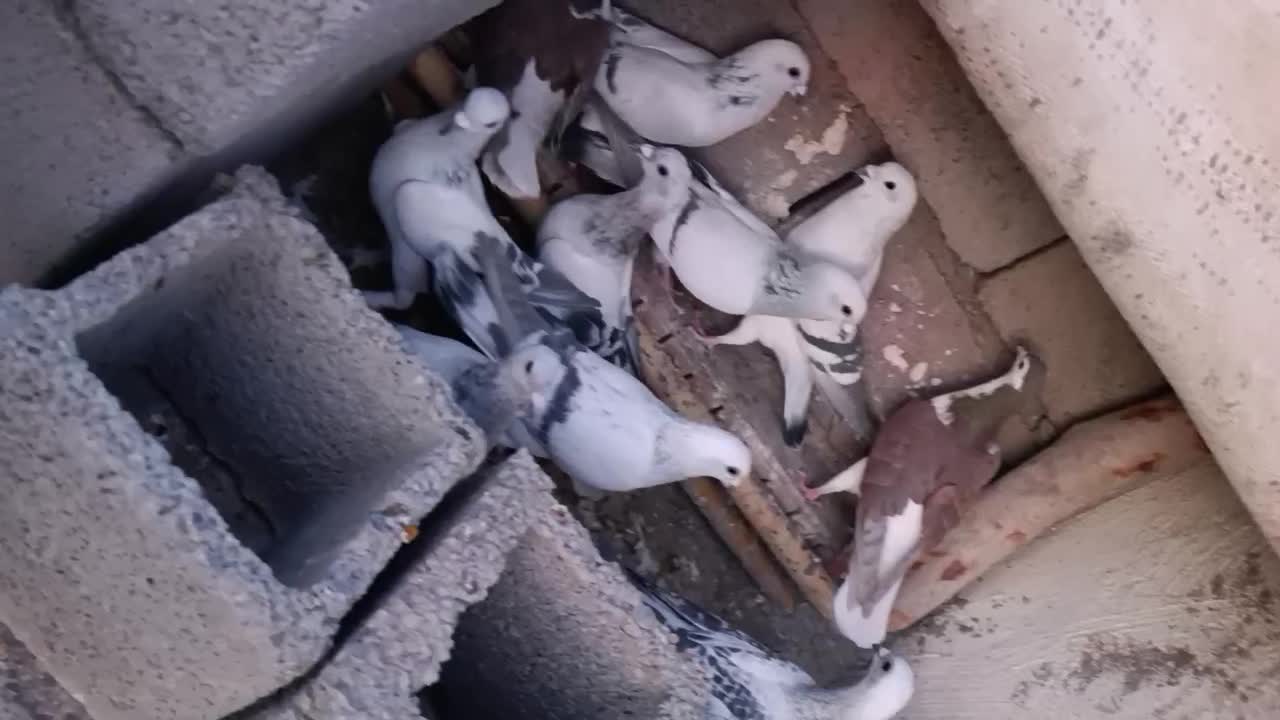 سبزکلاغ نر ماده|پرنده|کرمان, |دیوار