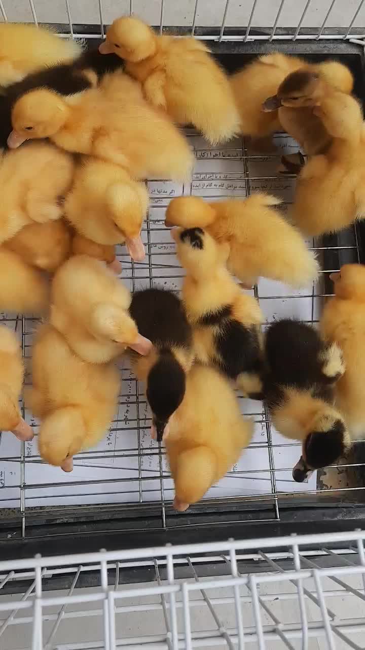 جوجه اردک و جوجه رسمی به صورت تک جوجه مرغ وارداتی|حیوانات مزرعه|تهران, نیروی هوایی (پیروزی)|دیوار