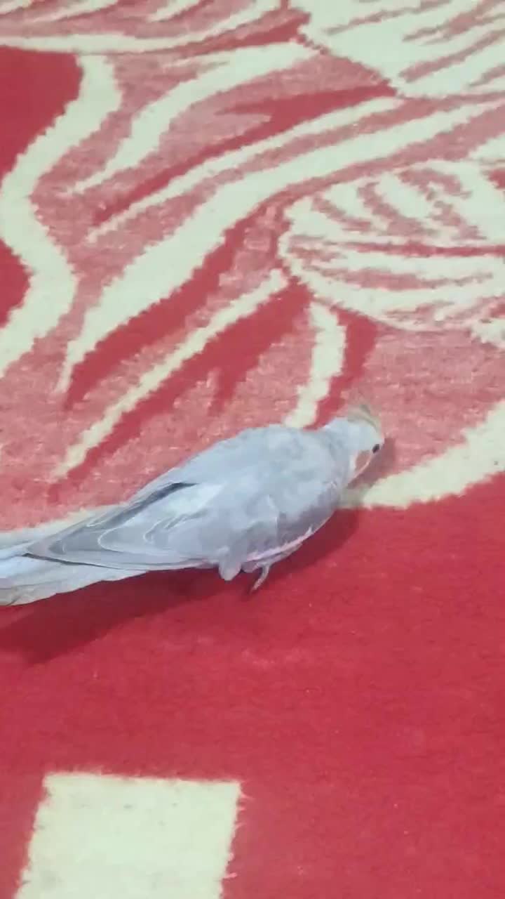 عروس هلندی  نر|پرنده|خان ببین, |دیوار