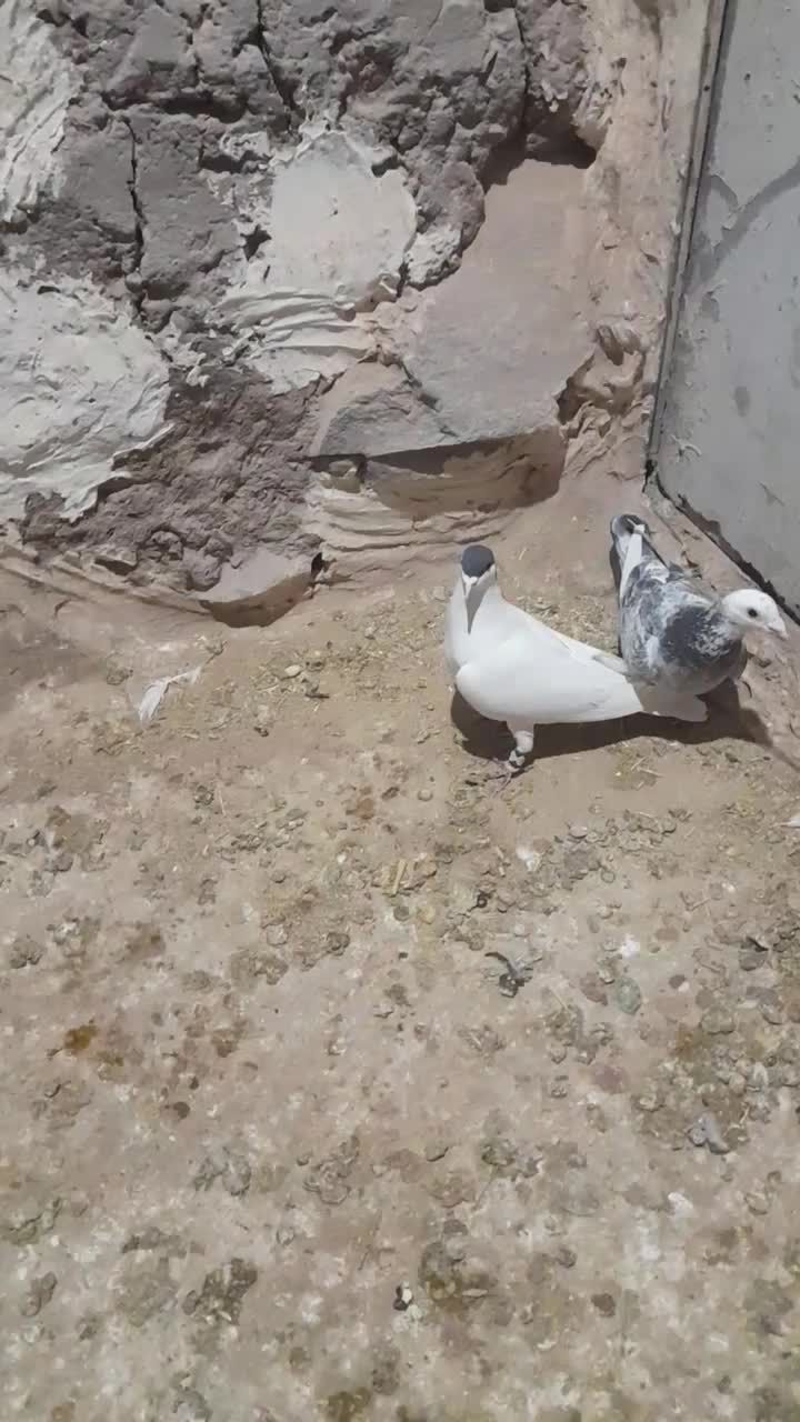 فروس سه تا نر خال سرخ افشون و سیاه و کله هما|پرنده|تربتحیدریه, ترمینال|دیوار