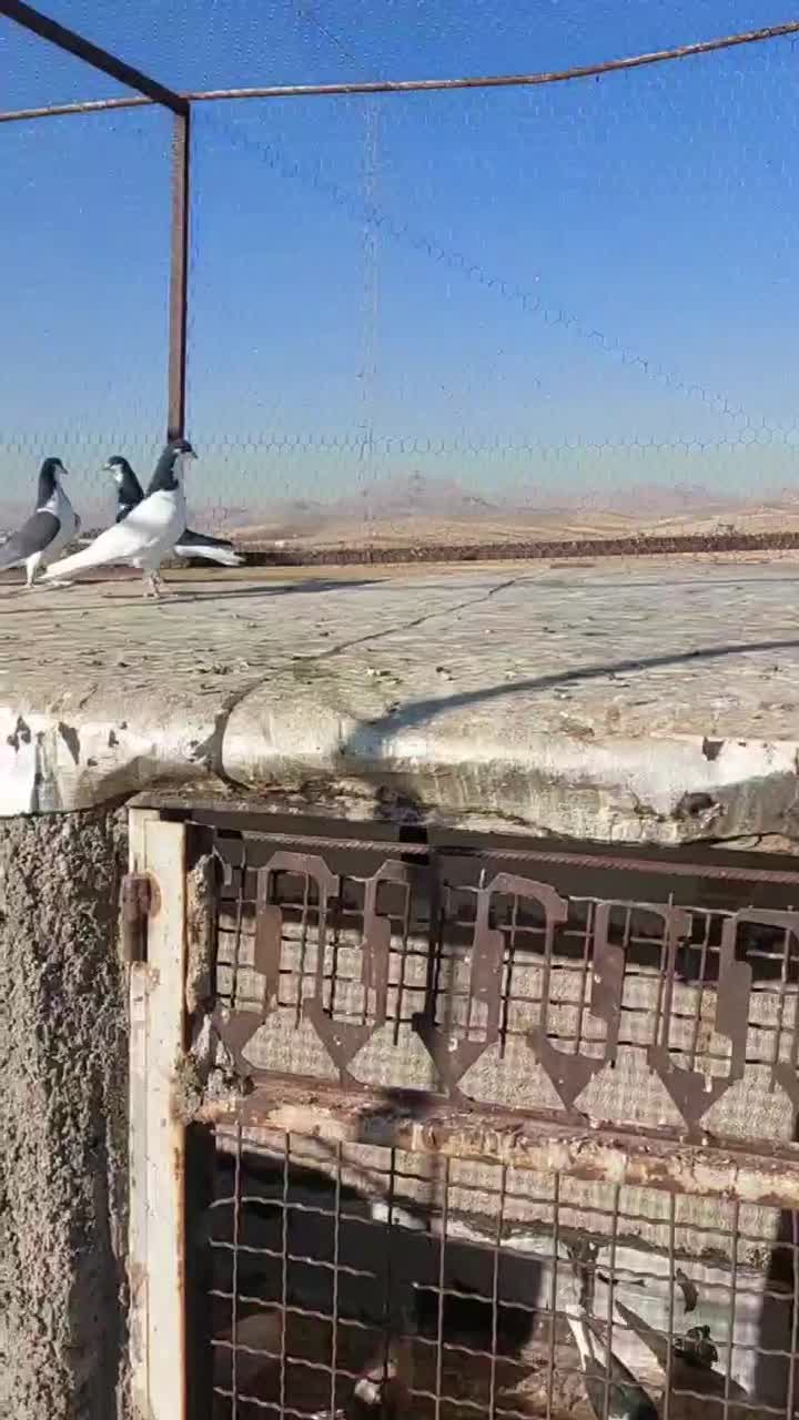 سیاه پوش پرنده|پرنده|قزوین, |دیوار