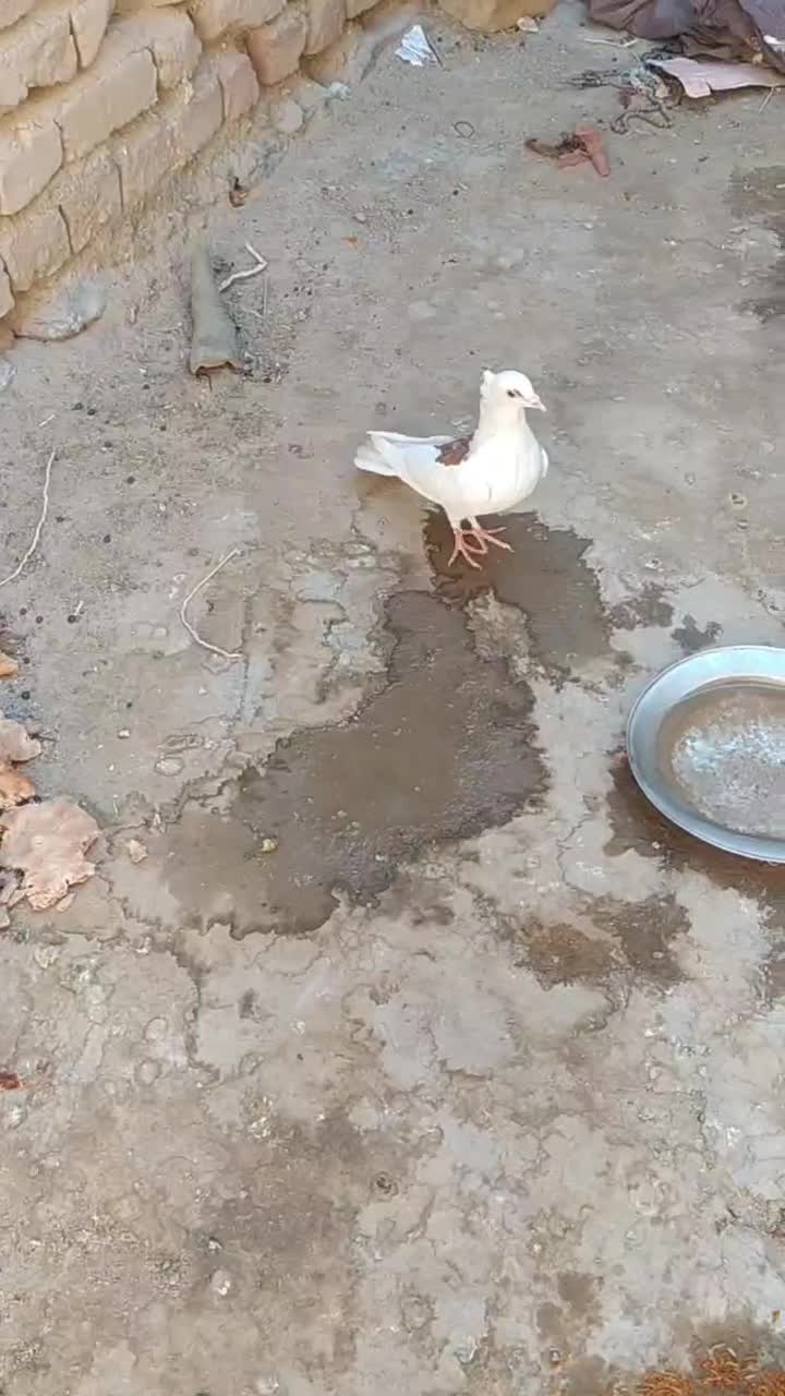 کبوتر پشت طوق|پرنده|سراوان, |دیوار