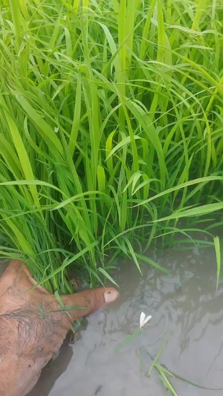 برنج اصل شمال و محصولات ایرانی|خوردنی و آشامیدنی|اصفهان, خانه اصفهان|دیوار