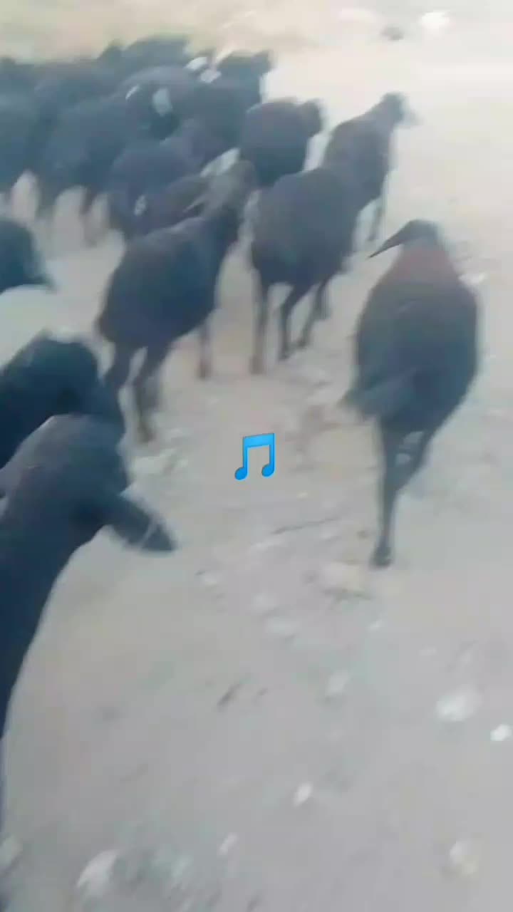 گوسفندجوان‌قره‌قزل|حیوانات مزرعه|شاهین دژ, |دیوار