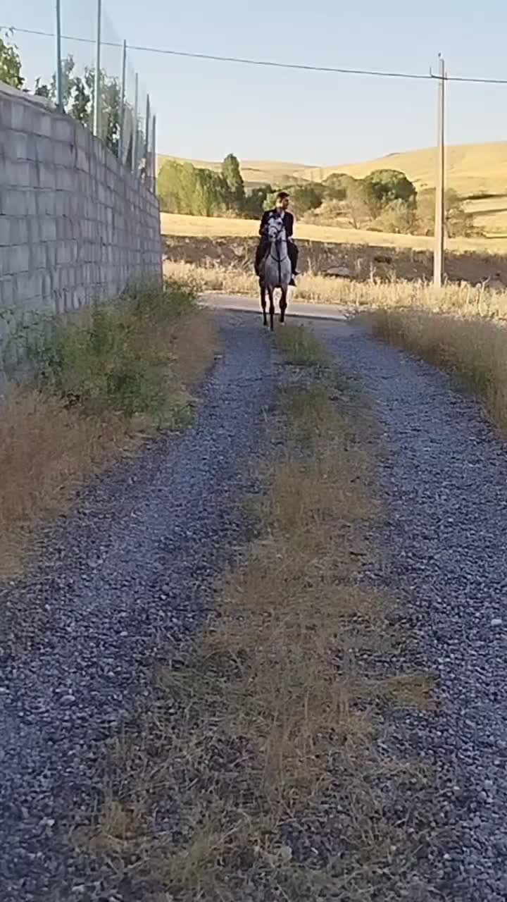 اسب نریان کرد|اسب و تجهیزات اسب‌سواری|تیکمه داش, |دیوار