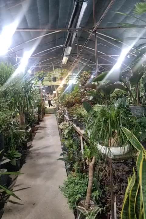 واگذاری گلخانه فعال با تجهیزات کامل بدون زمین|اجارهٔ مغازه و غرفه|مشهد, هنرستان|دیوار