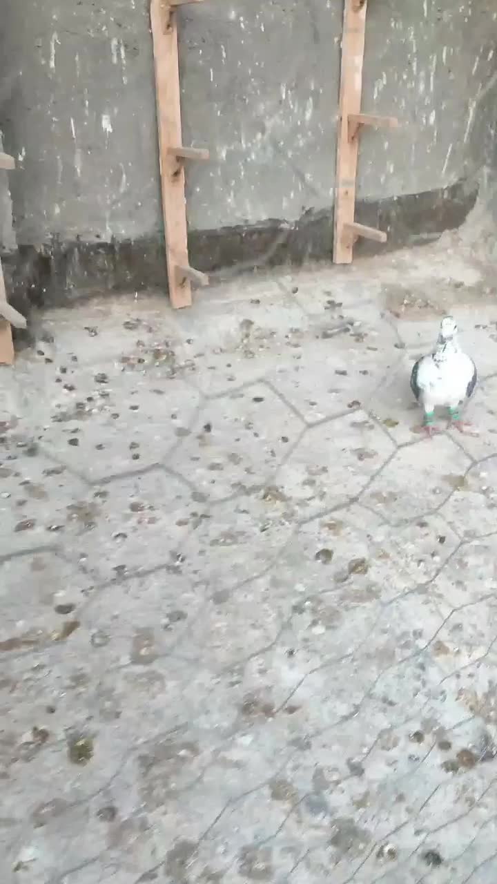 کبوتر بزک|پرنده|نیشابور, بلوار گلها|دیوار