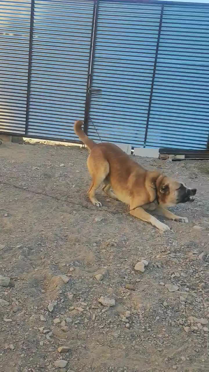سگ نگهبان و گله|سگ|بیرجند, |دیوار